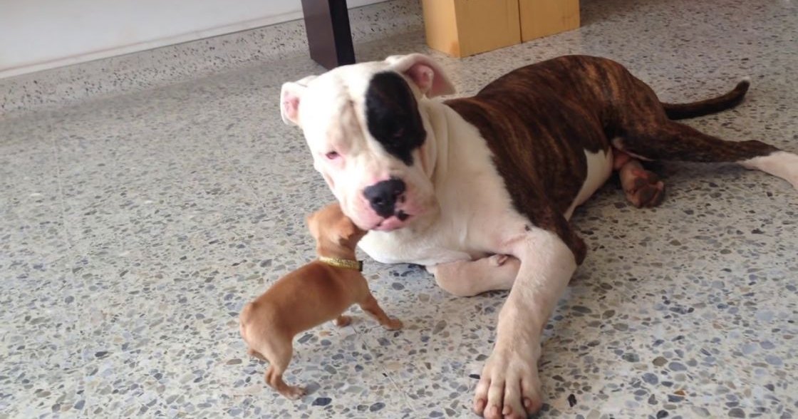 A large American Bulldog with white and brown fur, a small chihuahua with light brown fur, indoors on speckled terrazzo floor.