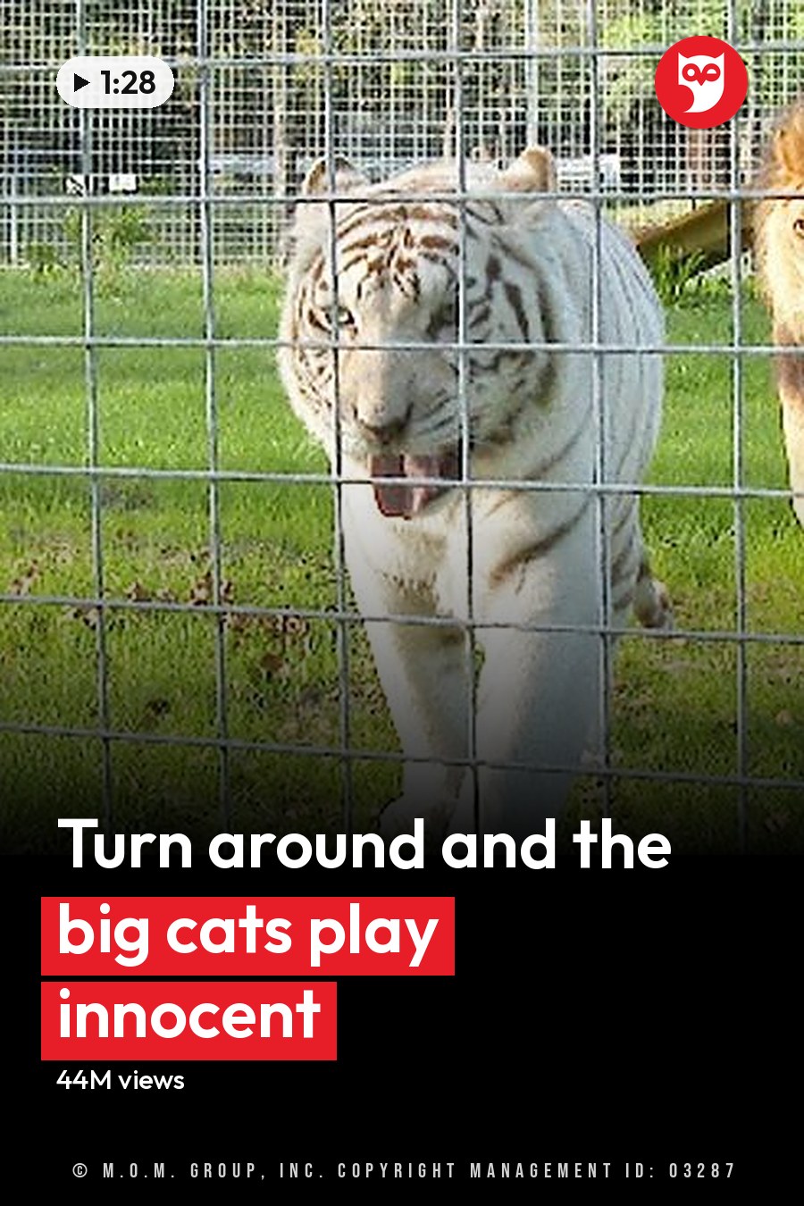 A man at Big Cat Rescue interacting with a white tiger and a lion in an outdoor enclosure, surrounded by greenery under daytime light. The headline runs in white letters across the lower third.