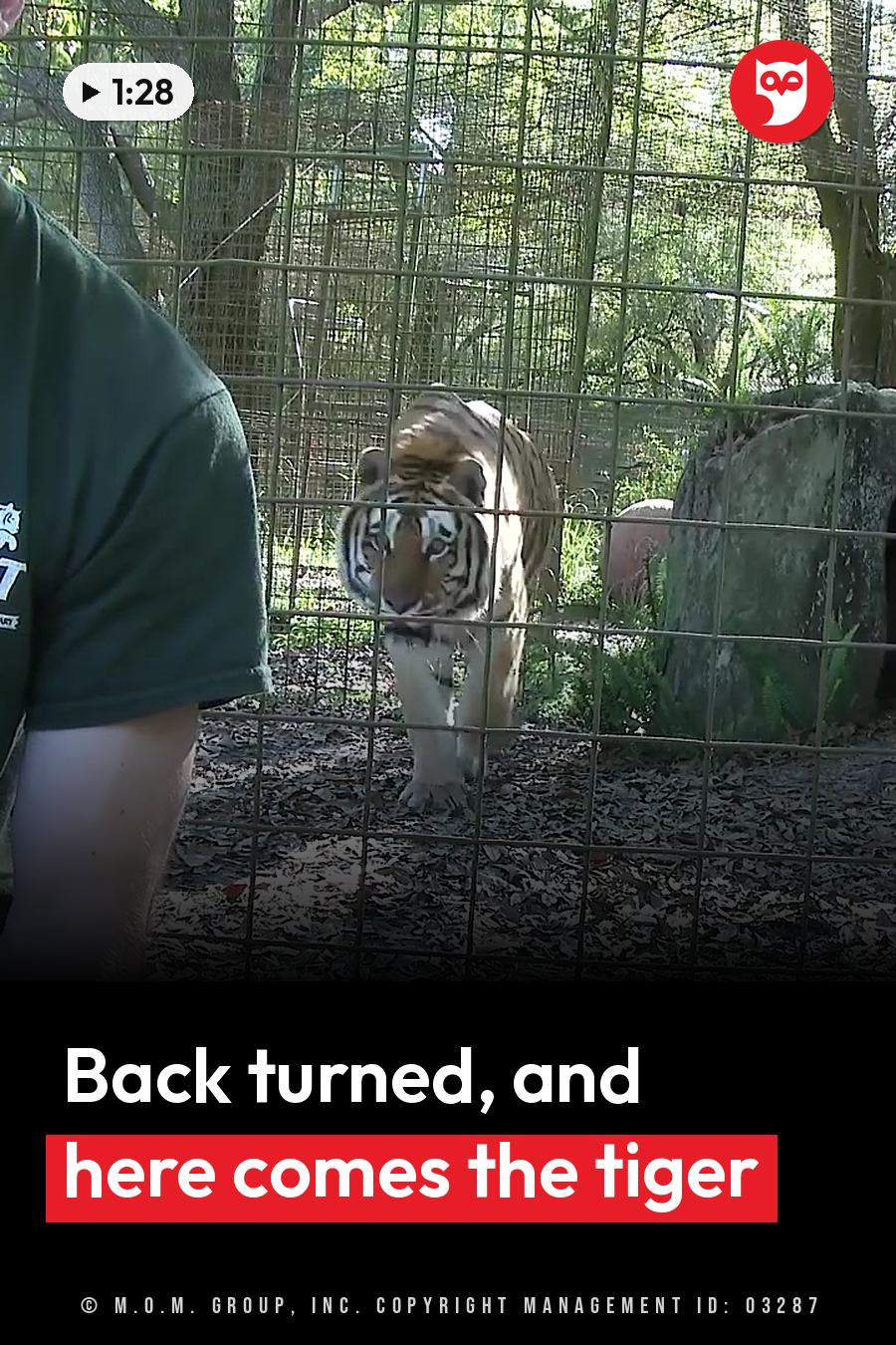 A tiger walks toward a person behind a wire fence in an outdoor enclosure with trees and rocks. A headline runs in white letters across the lower third.