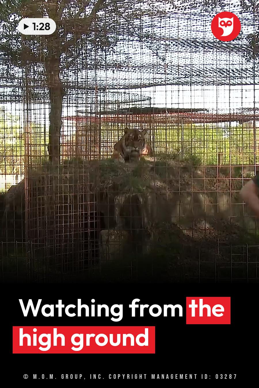 A tiger sits on top of a rock inside a mesh-fenced enclosure, looking forward through the fencing. A headline runs in white letters across the lower third.