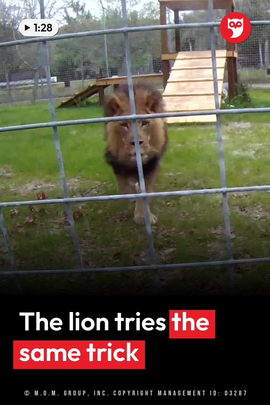 A lion walks toward the camera through a metal fence in an outdoor enclosure with wooden structures. A headline runs in white letters across the lower third.