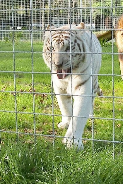 A man at Big Cat Rescue interacting with a white tiger and a lion in an outdoor enclosure, surrounded by greenery under daytime light.