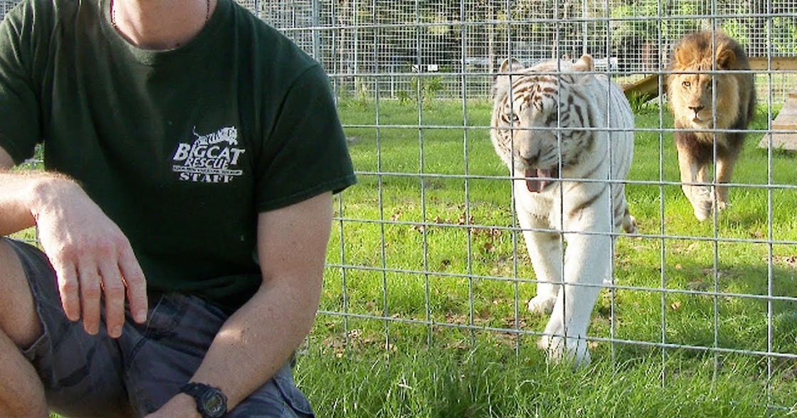 A man at Big Cat Rescue interacting with a white tiger and a lion in an outdoor enclosure, surrounded by greenery under daytime light.