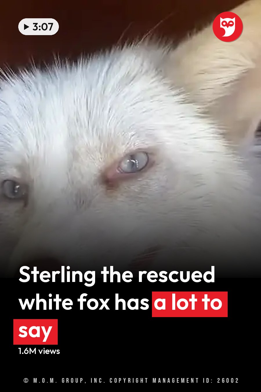 A white dog with blue eyes, medium-sized adult appearance, indoors on a wooden floor. The headline runs in white letters across the lower third.