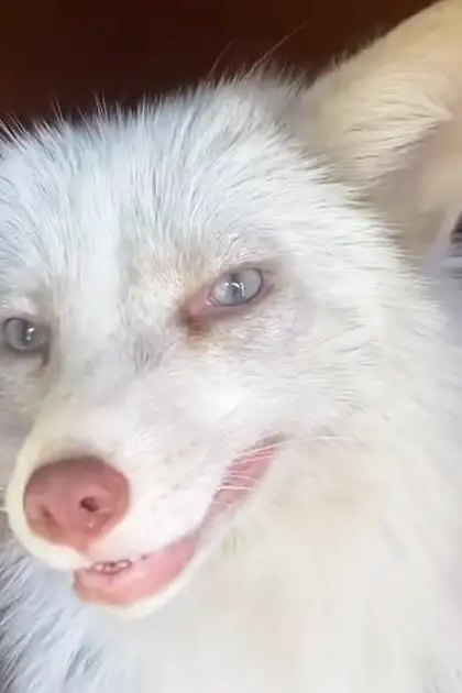A white dog with blue eyes, medium-sized adult appearance, indoors on a wooden floor.