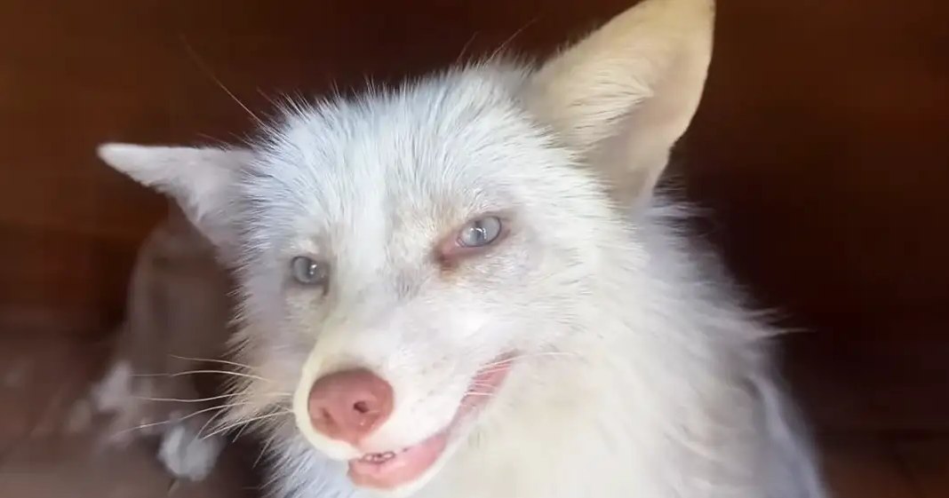 A white dog with blue eyes, medium-sized adult appearance, indoors on a wooden floor.