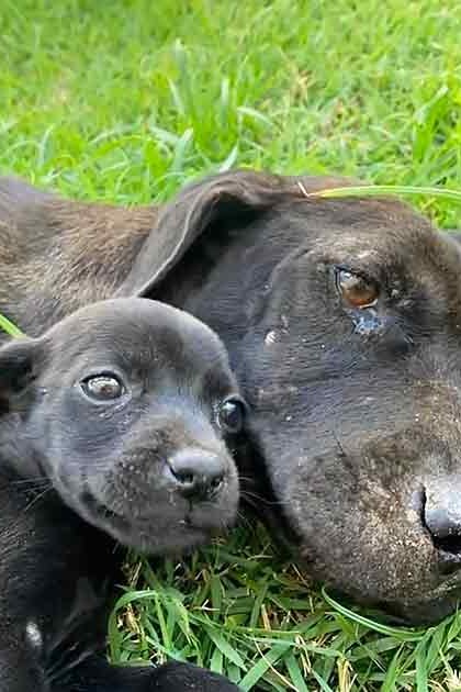 An adult black dog and its puppy on a grassy outdoor area with part of a white wall, suggesting an urban or suburban environment.