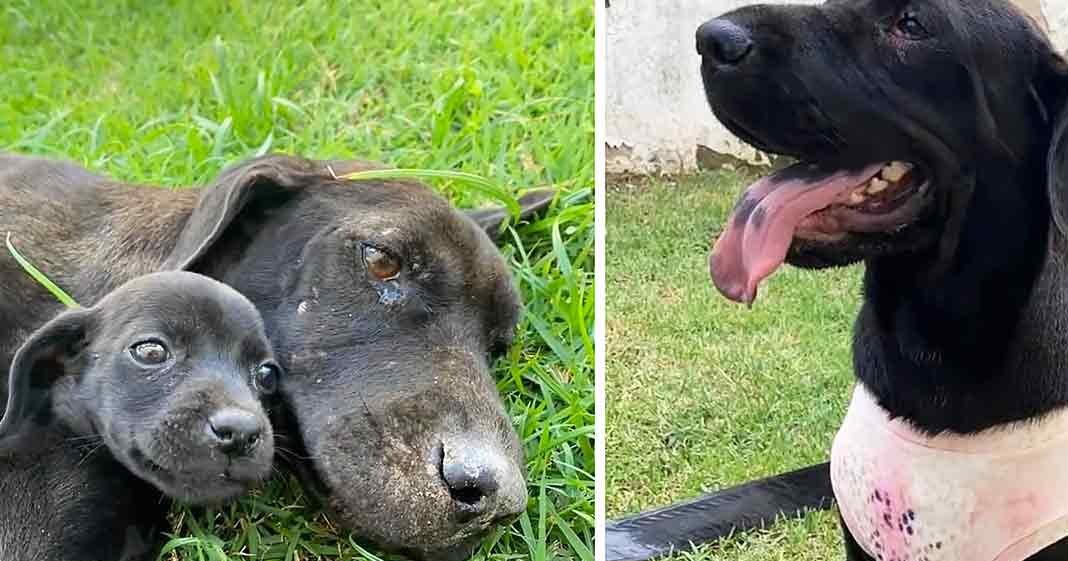 An adult black dog and its puppy on a grassy outdoor area with part of a white wall, suggesting an urban or suburban environment.