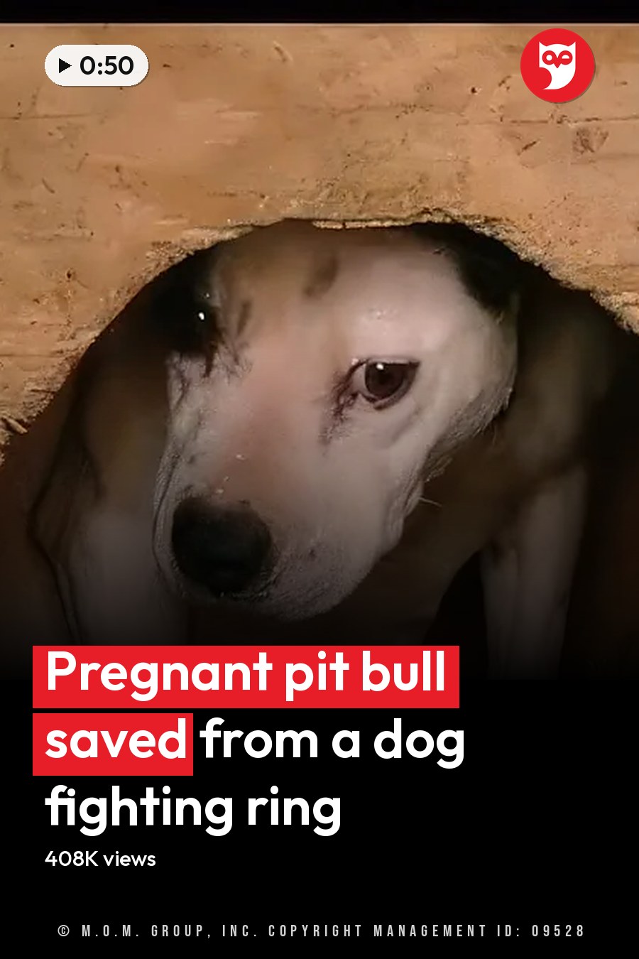 A Beagle dog, likely an adult, sits inside a wooden kennel structure in what appears to be an indoor animal shelter with rustic wood walls and flooring. The headline runs in white letters across the lower third.