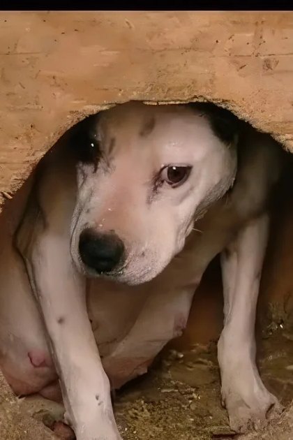 A Beagle dog, likely an adult, sits inside a wooden kennel structure in what appears to be an indoor animal shelter with rustic wood walls and flooring.
