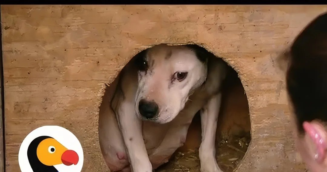 A Beagle dog, likely an adult, sits inside a wooden kennel structure in what appears to be an indoor animal shelter with rustic wood walls and flooring.