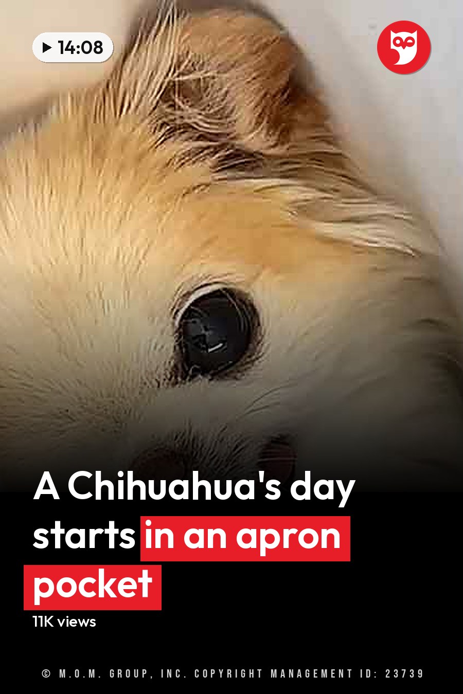 A well-groomed Pomeranian or similar breed with light brown fur and white markings around its mouth and nose, indoors with tiled flooring under natural daylight. The headline runs in white letters across the lower third.
