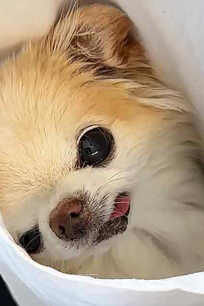 A well-groomed Pomeranian or similar breed with light brown fur and white markings around its mouth and nose, indoors with tiled flooring under natural daylight.