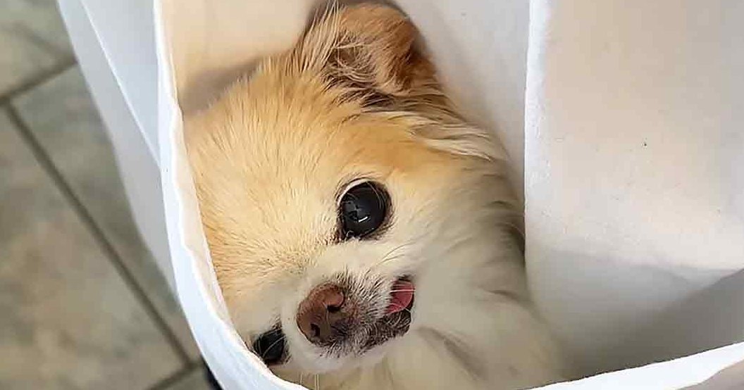 A well-groomed Pomeranian or similar breed with light brown fur and white markings around its mouth and nose, indoors with tiled flooring under natural daylight.