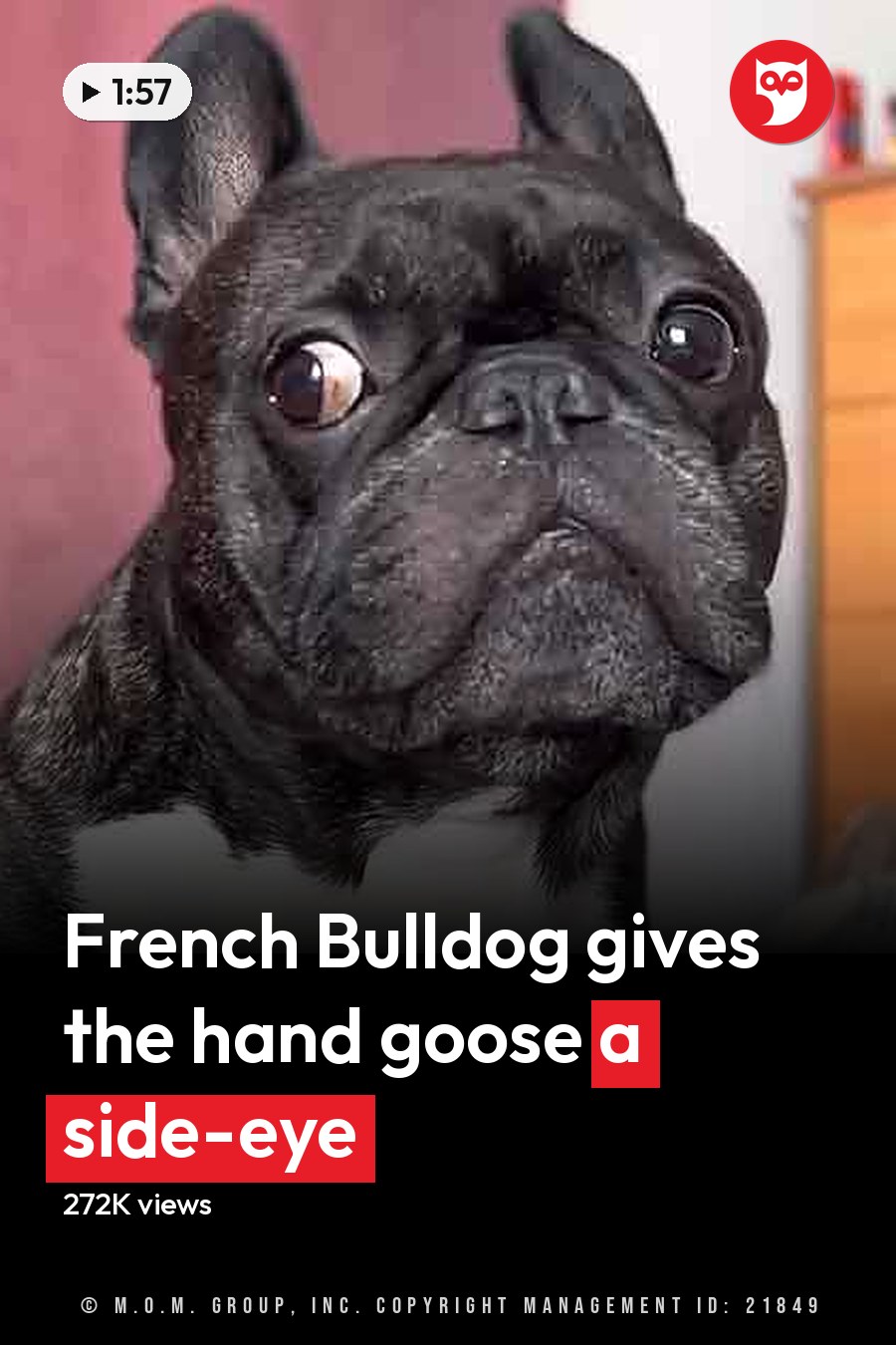 A French Bulldog with a predominantly black coat and white markings on its chest, indoors in a bedroom setting. The scene includes soft lighting suggesting daytime, green bedding, and brown furniture. The headline runs in white letters across the lower third.