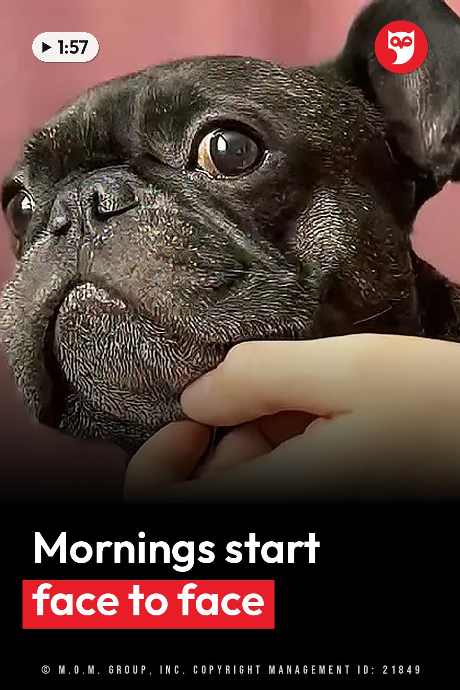 A person's hand gently holds the chin of a black dog in front of a pink wall. A headline runs in white letters across the lower third.