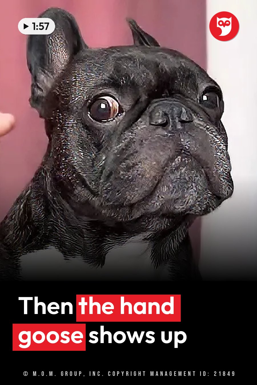 A black French Bulldog with a white chest looks up with wide eyes and raised ears in front of a pink wall. A headline runs in white letters across the lower third.