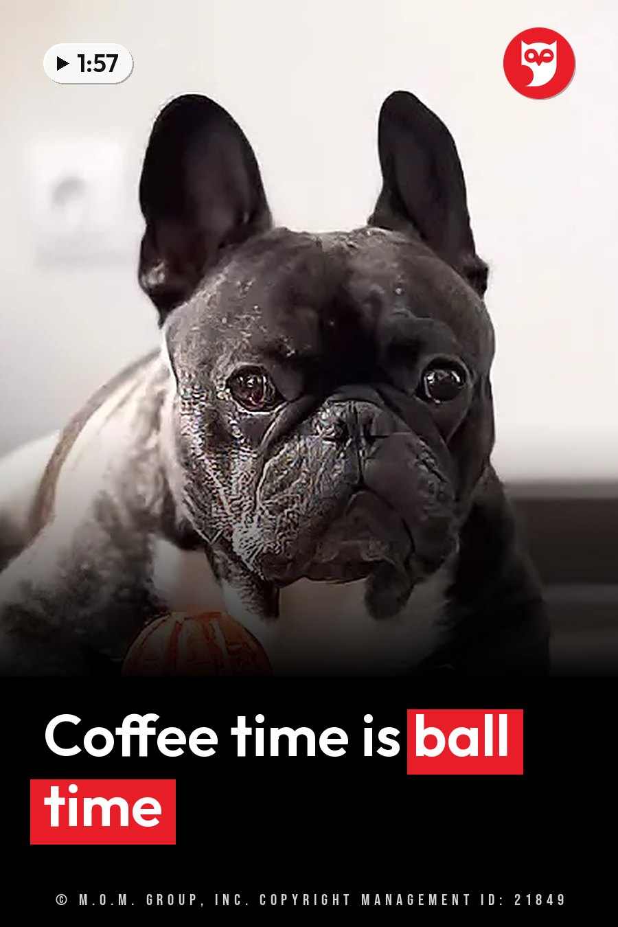 A black and white French Bulldog with damp fur looks ahead, holding an orange ball close to his chest. A headline runs in white letters across the lower third.