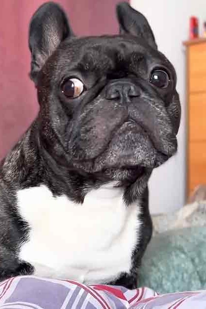 A French Bulldog with a predominantly black coat and white markings on its chest, indoors in a bedroom setting. The scene includes soft lighting suggesting daytime, green bedding, and brown furniture.