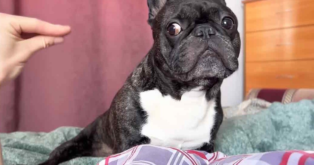 A French Bulldog with a predominantly black coat and white markings on its chest, indoors in a bedroom setting. The scene includes soft lighting suggesting daytime, green bedding, and brown furniture.
