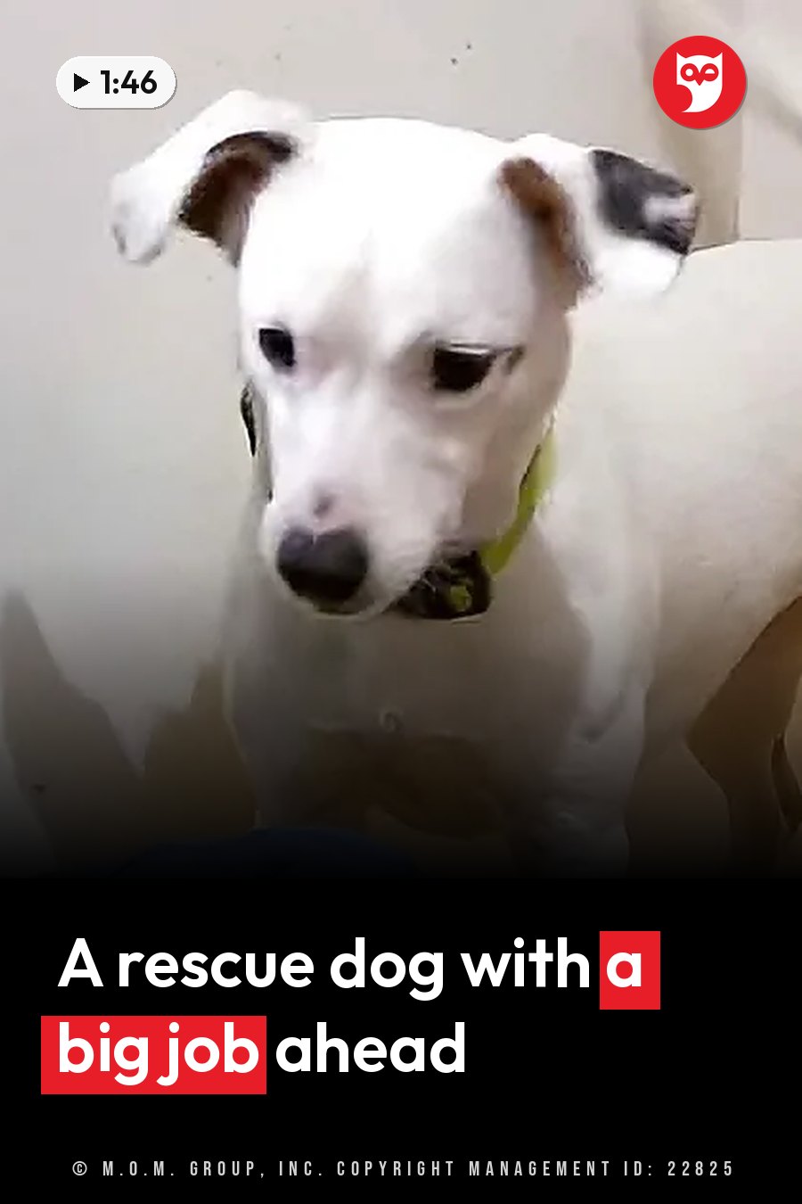 A white dog with black ears and a black nose, wearing a green collar, looks up indoors. A headline runs in white letters across the lower third.