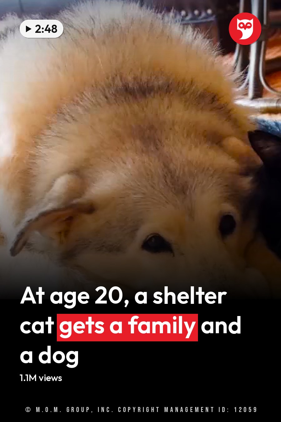 An adult Alaskan Malamute with white and gray fur resting next to an adult black and white domestic shorthair cat on a brown textured rug indoors, suggesting a cozy home environment. The headline runs in white letters across the lower third.