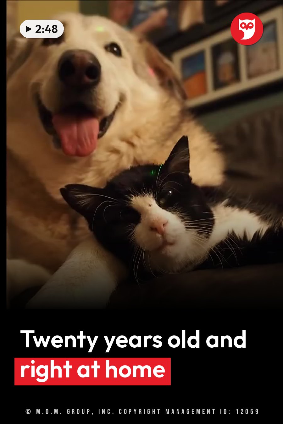 A large dog with tongue out sits behind a black-and-white cat who is lying down on a couch. A headline runs in white letters across the lower third.