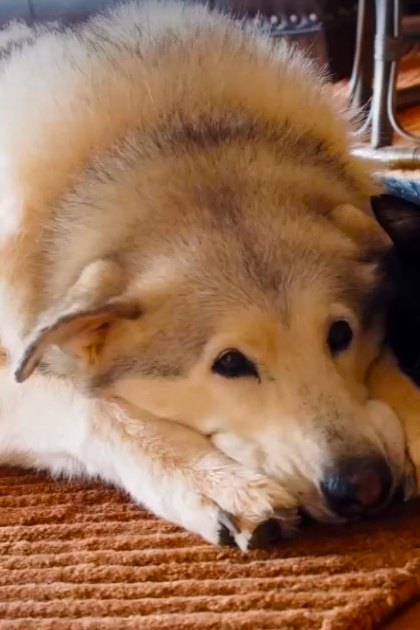 An adult Alaskan Malamute with white and gray fur resting next to an adult black and white domestic shorthair cat on a brown textured rug indoors, suggesting a cozy home environment.