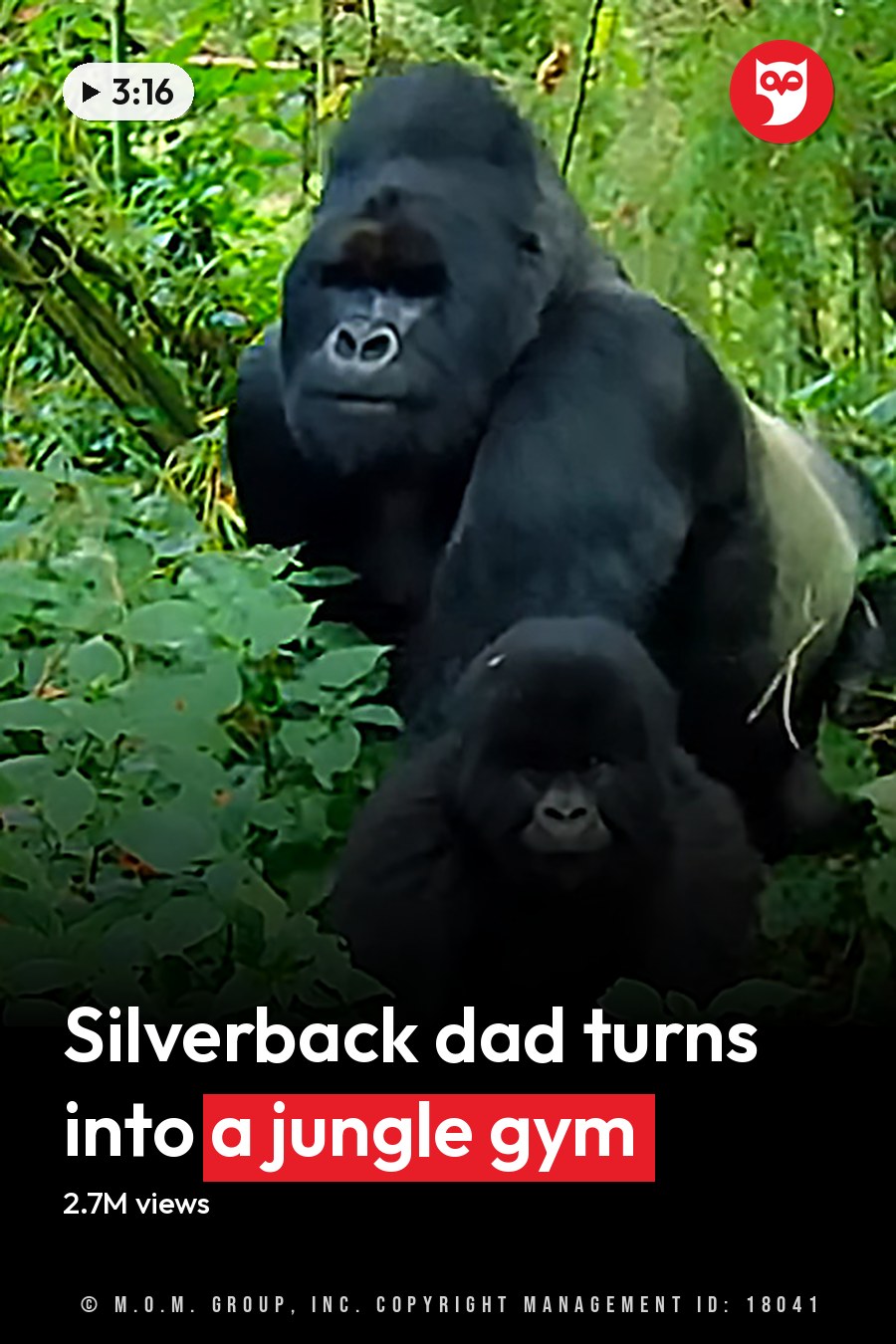 A family of two gorillas in a lush forest setting during what appears to be late spring or summer, with dense green foliage and light suggesting mid-morning or afternoon. The headline runs in white letters across the lower third.