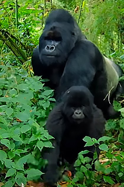A family of two gorillas in a lush forest setting during what appears to be late spring or summer, with dense green foliage and light suggesting mid-morning or afternoon.