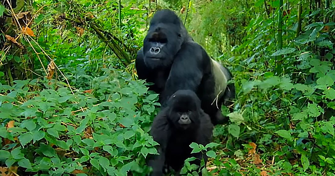 A family of two gorillas in a lush forest setting during what appears to be late spring or summer, with dense green foliage and light suggesting mid-morning or afternoon.