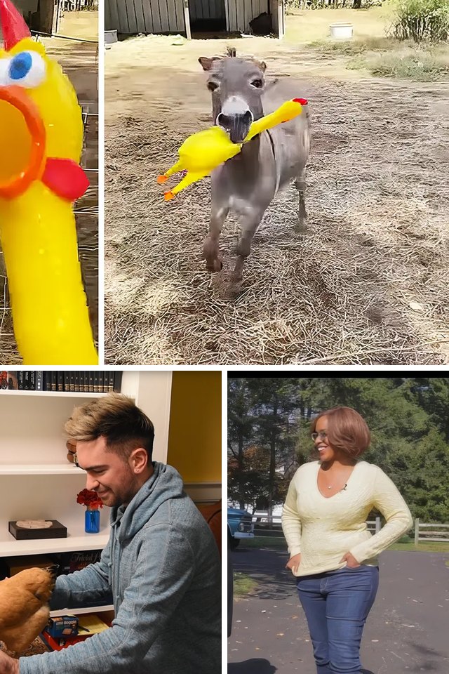 Collage of three video stills, one large above two small. Top: A juvenile donkey with gray coat and white markings stands in a farmyard surrounded by farm structures…