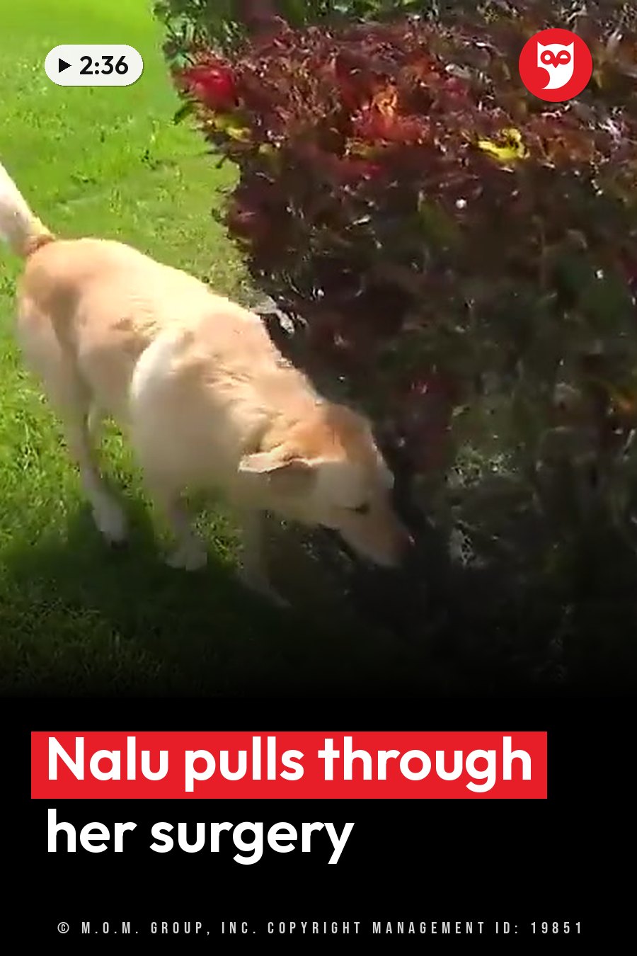 A light-colored dog sniffs near a dark red bush on green grass under bright sunlight. A headline runs in white letters across the lower third.