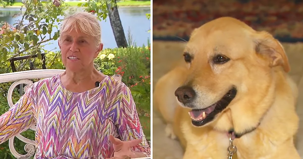 An older adult female in a casual, contemporary zigzag-patterned blouse sits on a white metal bench with a light golden Labrador Retriever mix wearing a collar and tag amidst lush green foliage in bright daylight, suggesting spring or summer.
