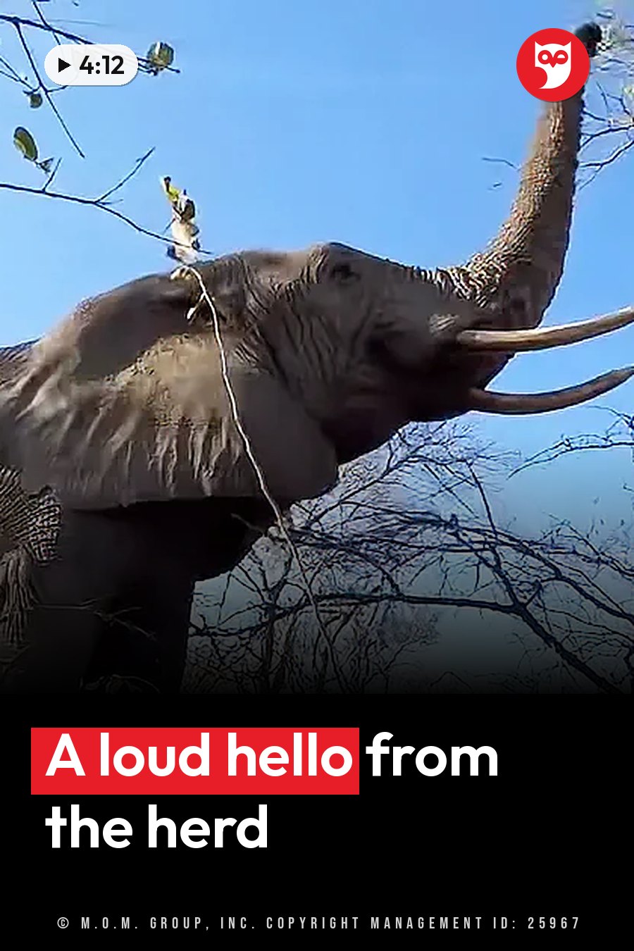 An elephant with tusks and a raised trunk stands among tree branches under a clear blue sky. A headline runs in white letters across the lower third.