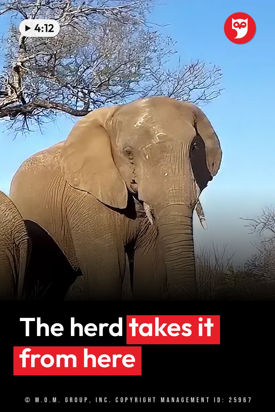 An elephant stands under a leafless tree against a clear blue sky. A headline runs in white letters across the lower third.