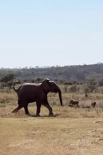 An adult elephant and antelopes amidst dry savanna landscape with sparse trees and rolling hills under bright daylight.