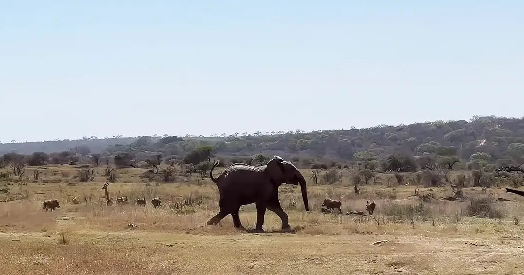 An adult elephant and antelopes amidst dry savanna landscape with sparse trees and rolling hills under bright daylight.