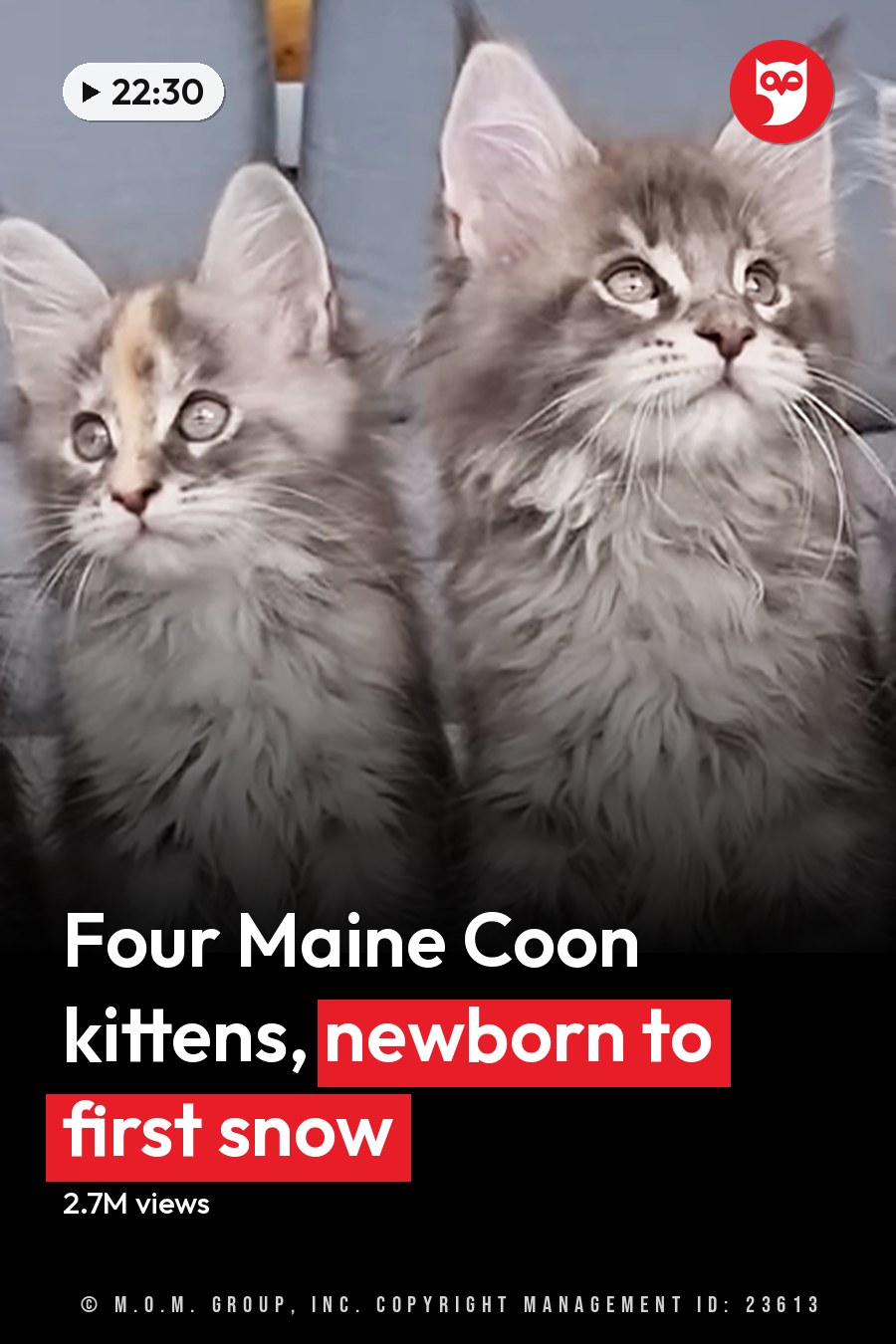 Four fluffy Maine Coon kittens with gray, white, and brown markings sitting indoors in a clean modern home setting during daytime. The headline runs in white letters across the lower third.