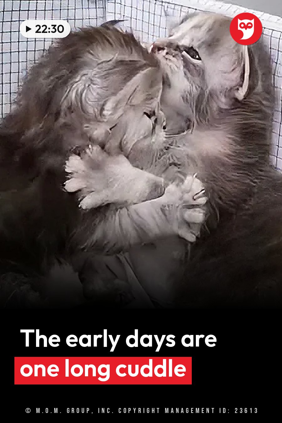 Two fluffy cats cuddle close together inside a wire-mesh pen. A headline runs in white letters across the lower third.