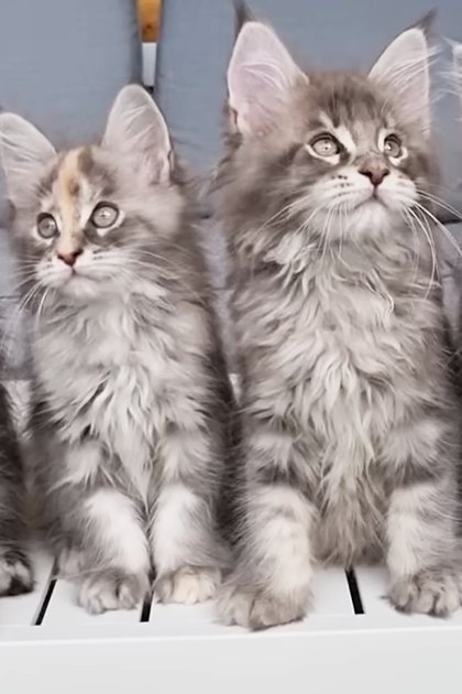 Four fluffy Maine Coon kittens with gray, white, and brown markings sitting indoors in a clean modern home setting during daytime.