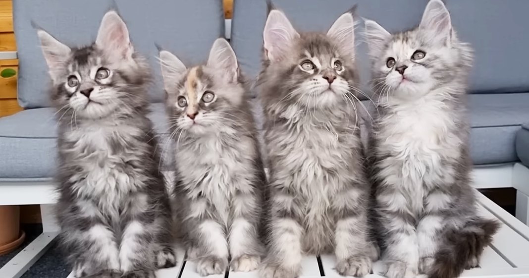 Four fluffy Maine Coon kittens with gray, white, and brown markings sitting indoors in a clean modern home setting during daytime.