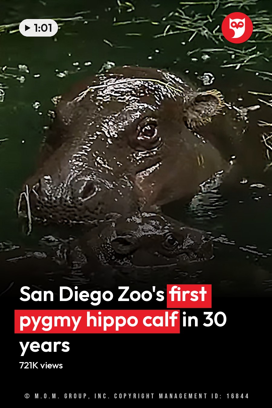 Two hippos partially submerged in a greenish water body surrounded by aquatic plants under natural daylight. The headline runs in white letters across the lower third.