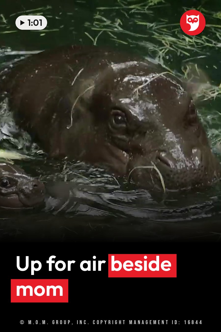 Two hippo heads, one large and one small, rise above green water with grass behind them. A headline runs in white letters across the lower third.