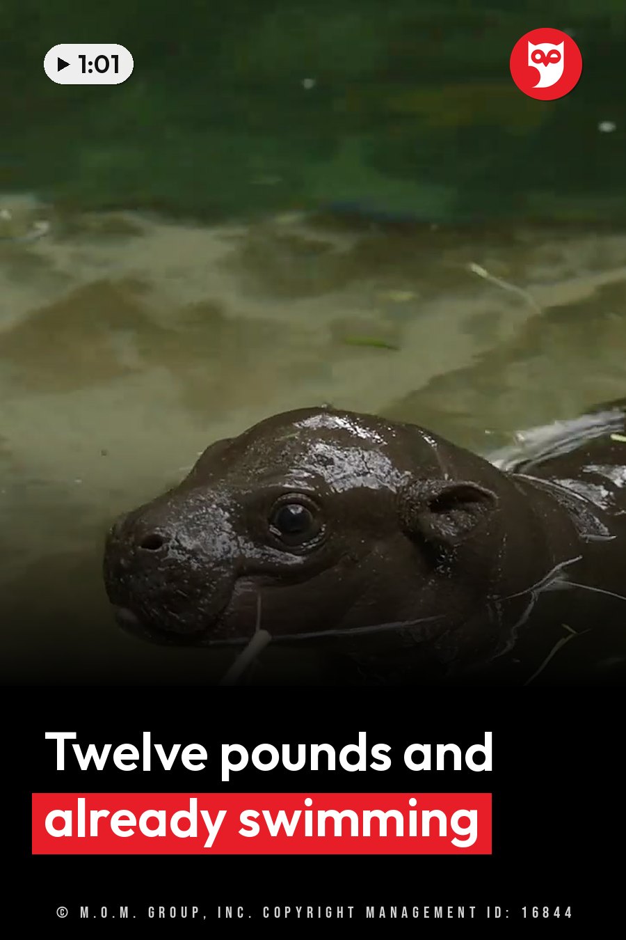 A small dark hippo calf floats in murky green water with only the top of his head showing. A headline runs in white letters across the lower third.