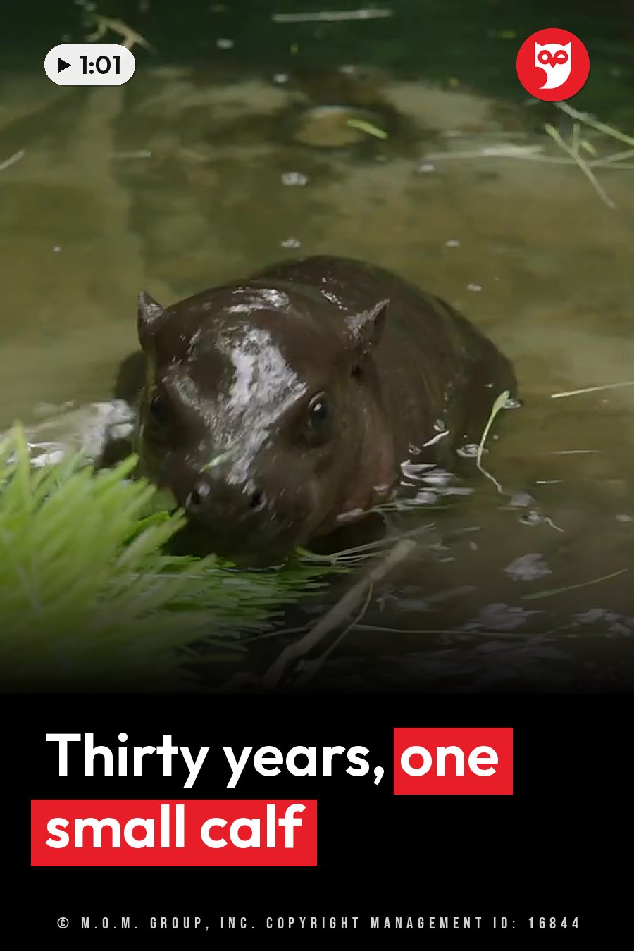 A dark hippo calf with wet skin and small ears sits partly underwater beside green plants. A headline runs in white letters across the lower third.