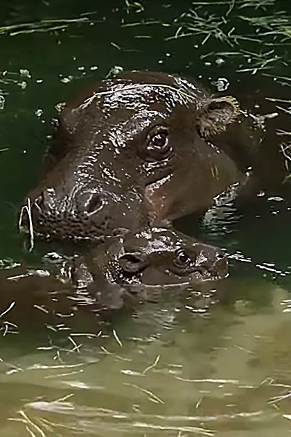 Two hippos partially submerged in a greenish water body surrounded by aquatic plants under natural daylight.