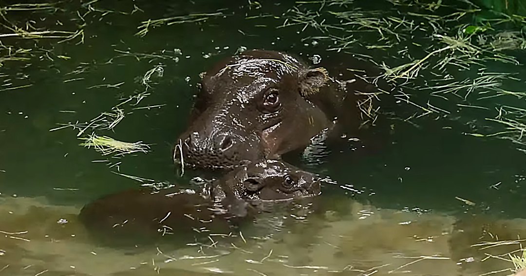 Two hippos partially submerged in a greenish water body surrounded by aquatic plants under natural daylight.