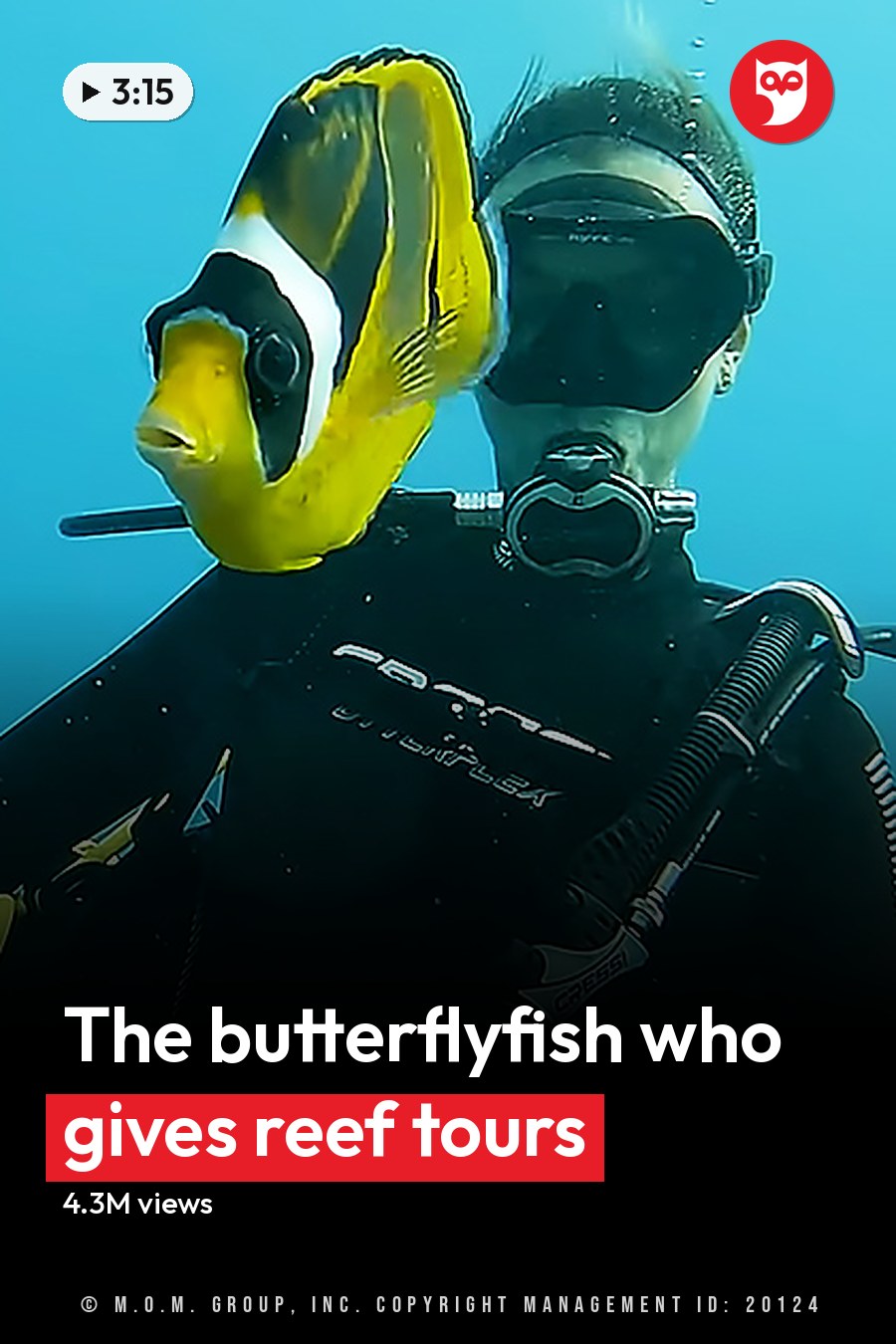 An adult male scuba diver interacts with a yellow and black butterflyfish underwater in a marine environment. The headline runs in white letters across the lower third.