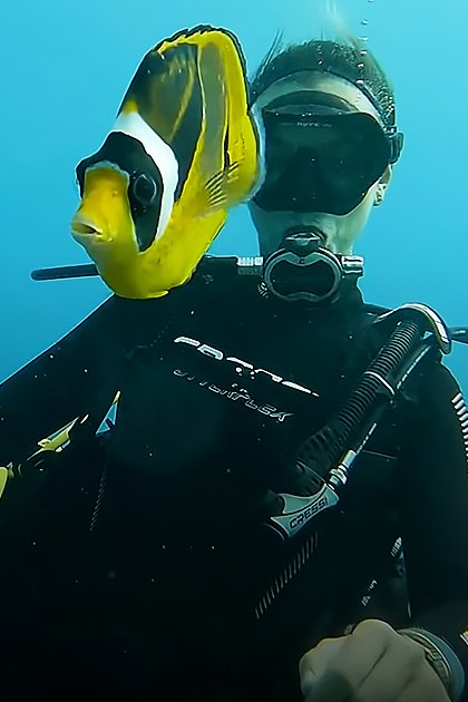 An adult male scuba diver interacts with a yellow and black butterflyfish underwater in a marine environment.